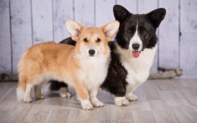 The Cardigan Welsh Corgi vs. the Pembroke Welsh Corgi