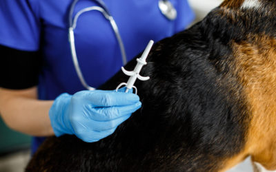 What Is A Microchip? Should You Microchip Your Dog?
