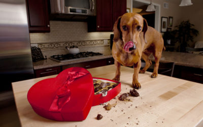 What to Do if Your Dog Eats Chocolate?