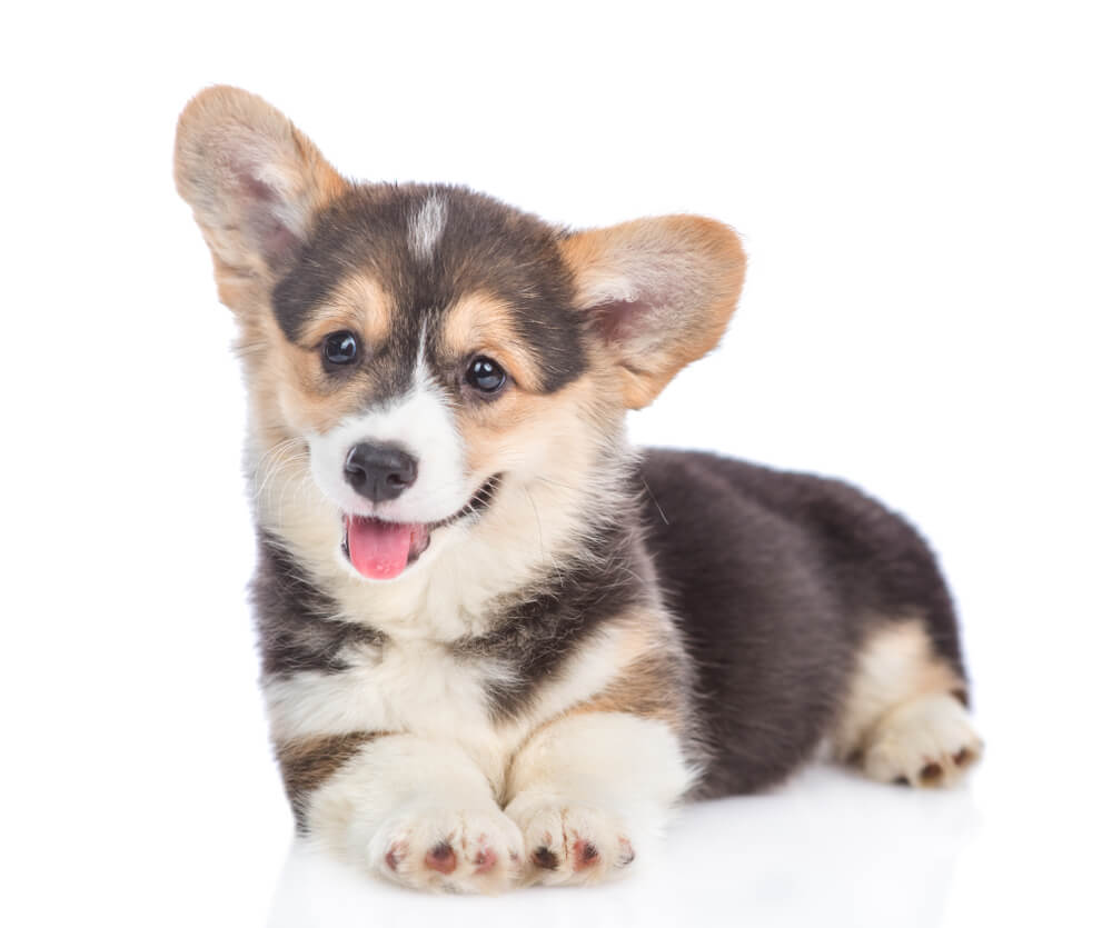 d4QtoCZe04 Corgis Are The Most Friendly Dogs
