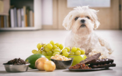 10 Foods Not To Feed Your Dog