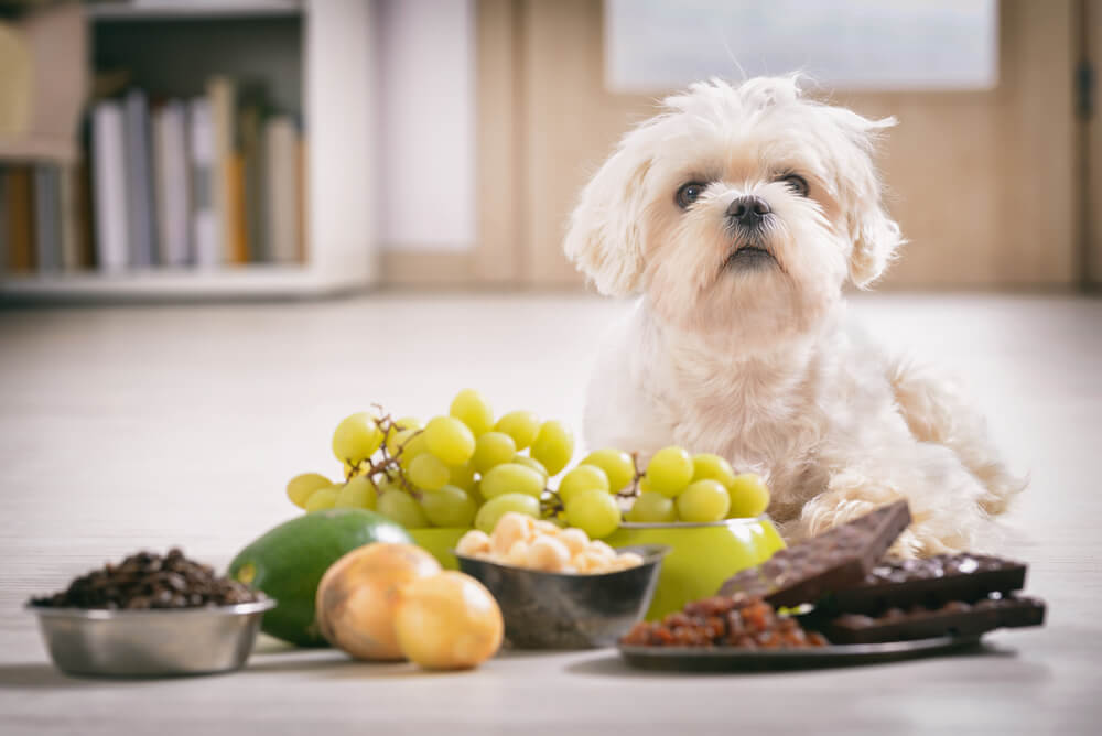 10 Foods Not To Feed Your Dog