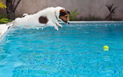 Dog Swimming Pools in Singapore For Dogs That Love Water