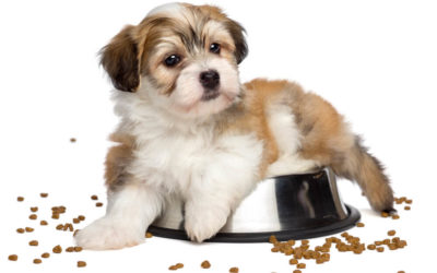 How and When to Switch from Puppy to Adult Dog Food