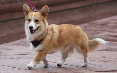 Why Do Some Corgis Have Long Tails?