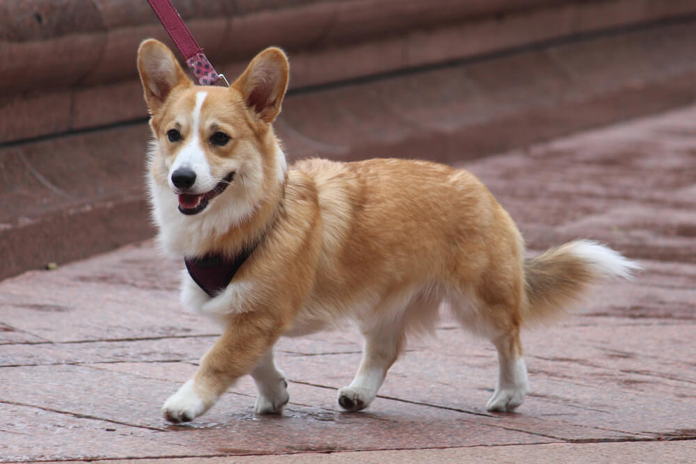 does corgi have tail