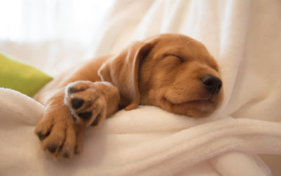 How Much Sleep Do Puppies Need?