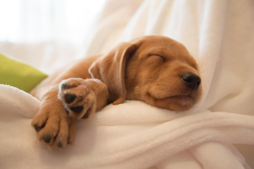 How Much Sleep Do Puppies Need