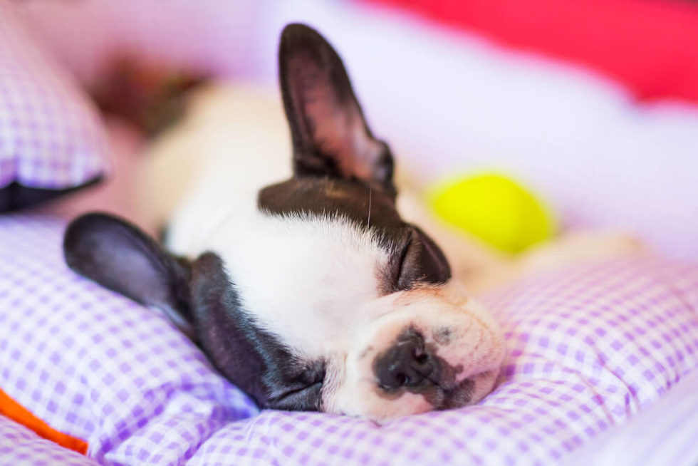 How To Help Your New Puppy Sleep Through The Night?