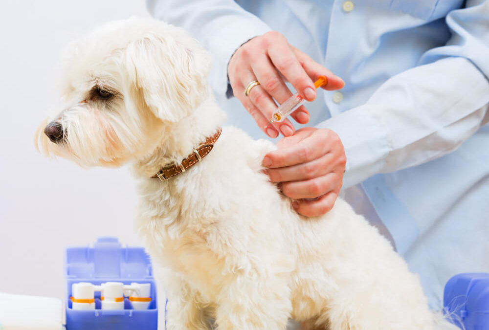 What Vaccinations Does Your Dog Need