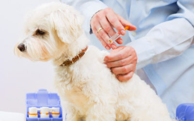 What Vaccinations Does Your Dog Need