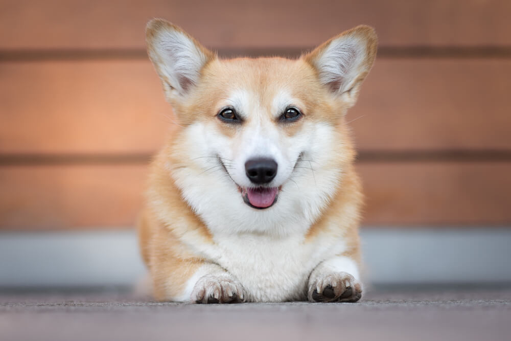 welch male Corgi Are Easy To Train