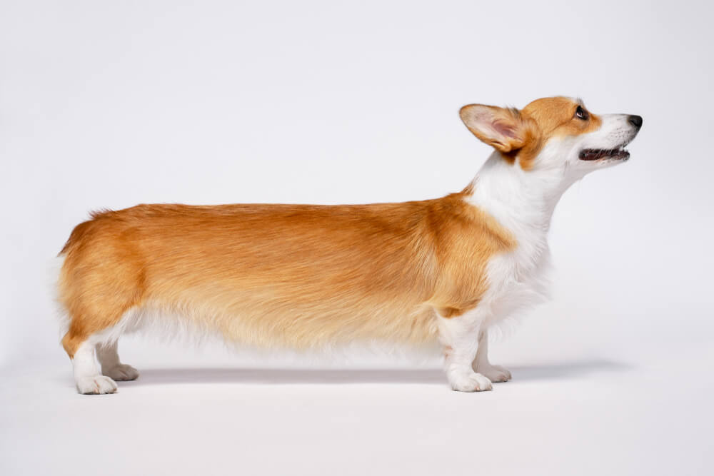 why do corgis have no tails