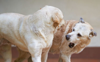 What is Dog Aggression and How to Stop it