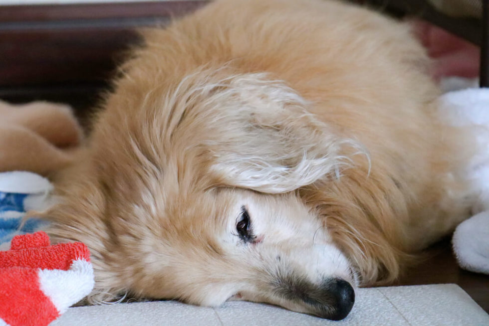 5 Reasons Why Your Dog Smells So Bad What to Do About It?