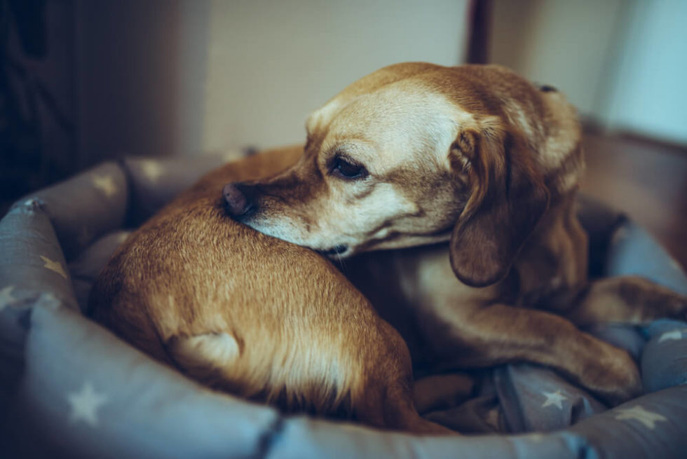 5 Reasons Why Your Dog Smells So Bad What to Do About It?