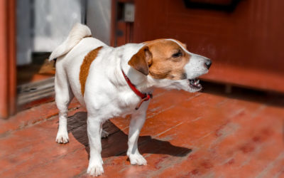 What to Do When Your Neighbor’s Dog Won’t Stop Barking?
