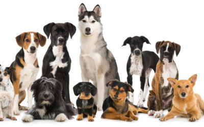 List of HDB Approved Breeds