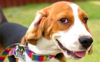 Cherry Eye: What It Is & When to Seek Help for Your Dog
