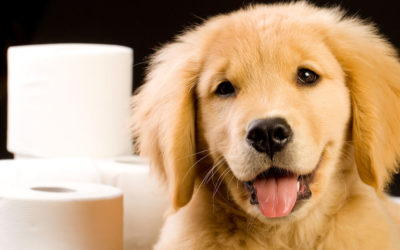 What to Give a Dog With Constipation?