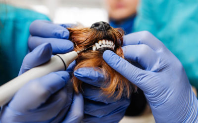 Dog Dental Cleaning: What You Should Know?