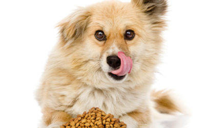 Top 10 Best Puppy Foods for 2021
