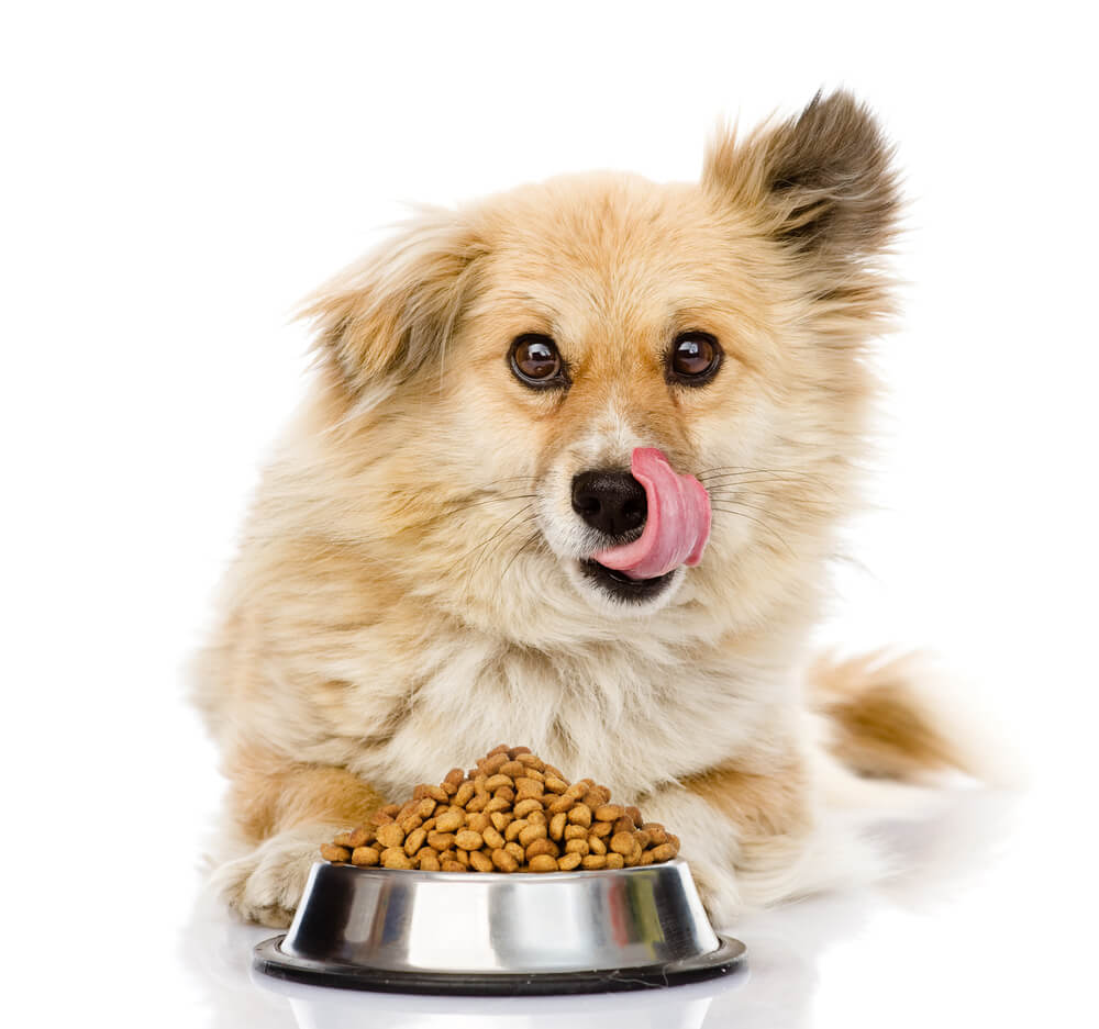 10 best puppy foods