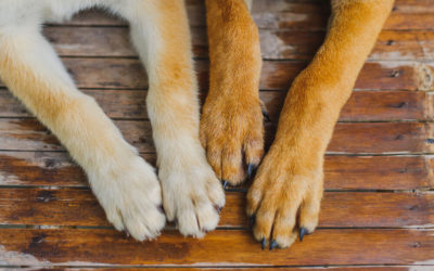 What to Do if Your Dog’s Nail Has Ripped Off?