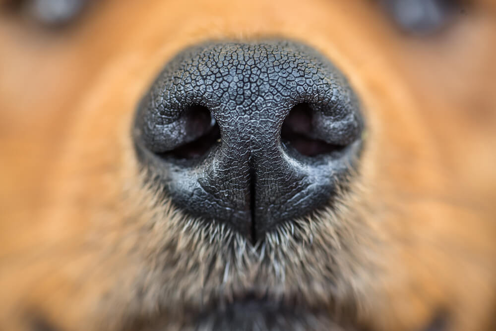 What To Do If Your Dog's Nose Is Dry And Cracked at Cynthia Hoag blog