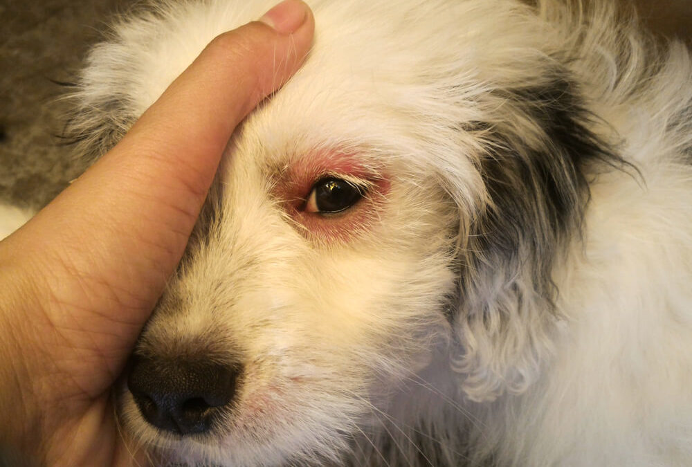Dog Eye Infections: What to Do and When to Worry