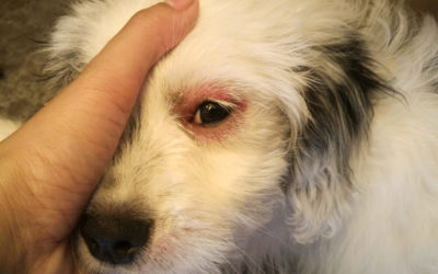 Dog Eye Infections: What to Do and When to Worry
