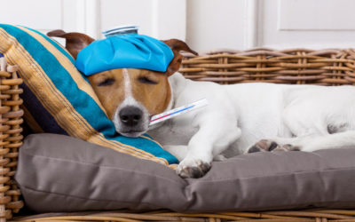 How to Tell If Your Dog Has A Fever? What To Do If He Does?