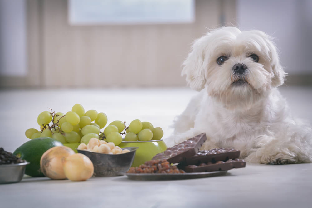 10 Foods Not To Feed Your Dog