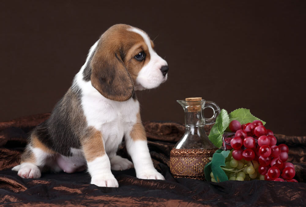 My Dog Ate a Grape: What To Do