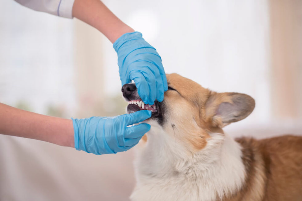 What do I do about pale gums in dogs?