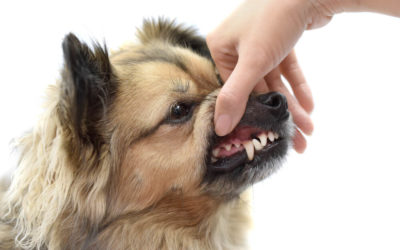 What Do I Do About Pale Gums In Dogs?