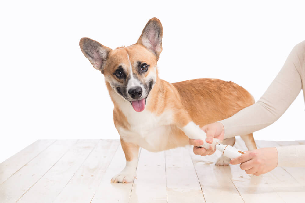 What To Do If Your Dog Nail Ripped Off