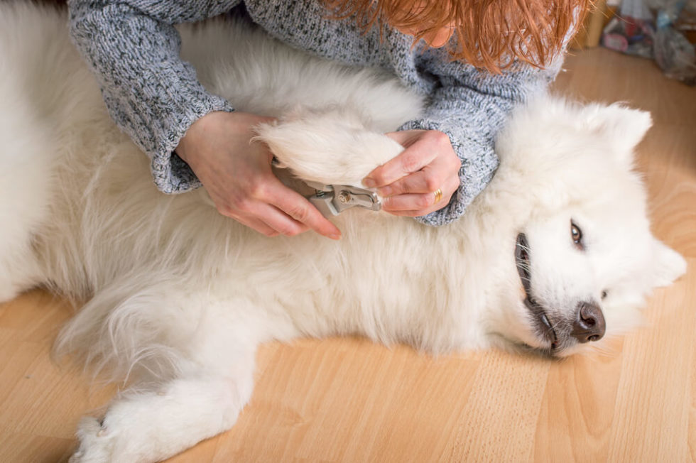 What to Do if Your Dog's Nail Has Ripped Off?