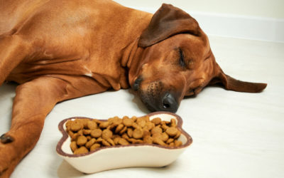 My Dog Won’t Stop Panting: What Should I Do?