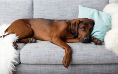 Pancreatitis in Dogs – Symptoms, Treatment & Prevention