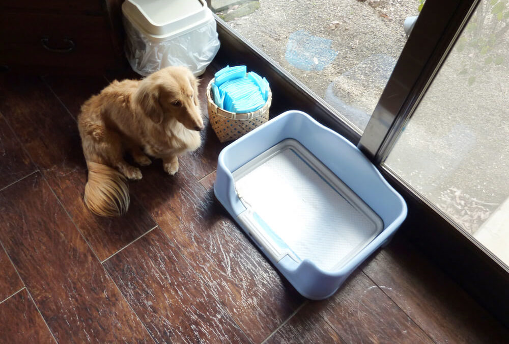 What Should I Do If My Dog Has Blood In His Poop?