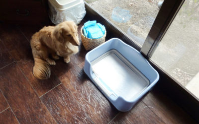 What Should I Do If My Dog Has Blood In His Poop?