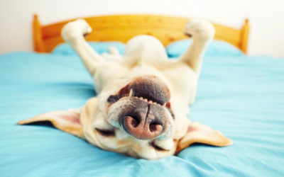 Dog Seizures: What to Do When Your Pup Has One