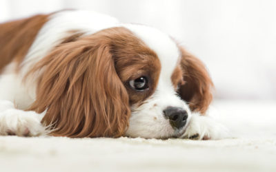 Dog Vomiting: When It’s Serious & What to Do