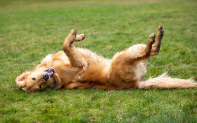 What are Dog Zoomies? Why Your Dog Runs Around in Circles