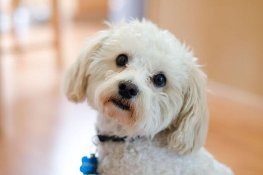 Why You Should Get A Corgi