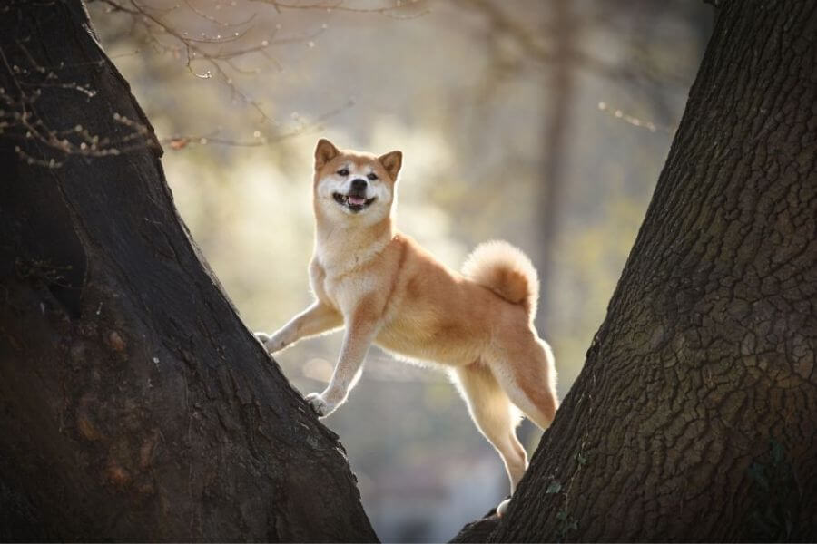 Why You Should Get A Corgi