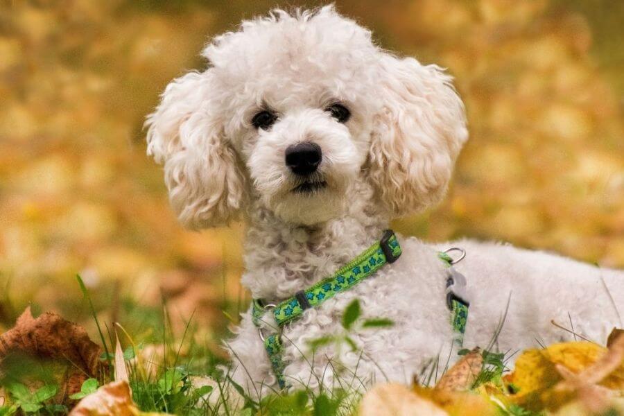 Why You Should Get A Corgi