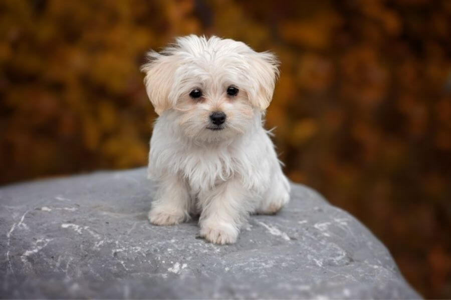 Why You Should Get A Corgi