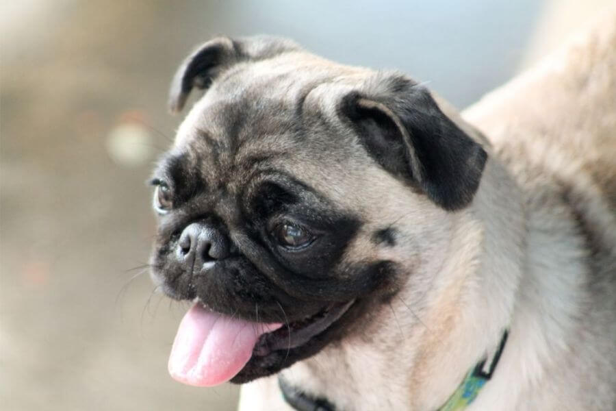 Why You Should Get A Corgi